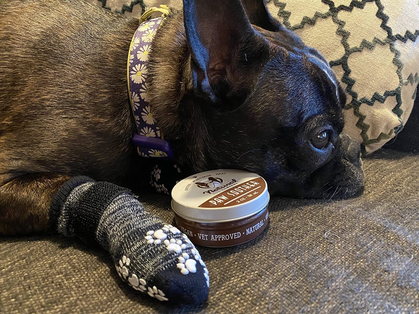 Customer photo review of Natural Paw Balm for Dogs & Cats