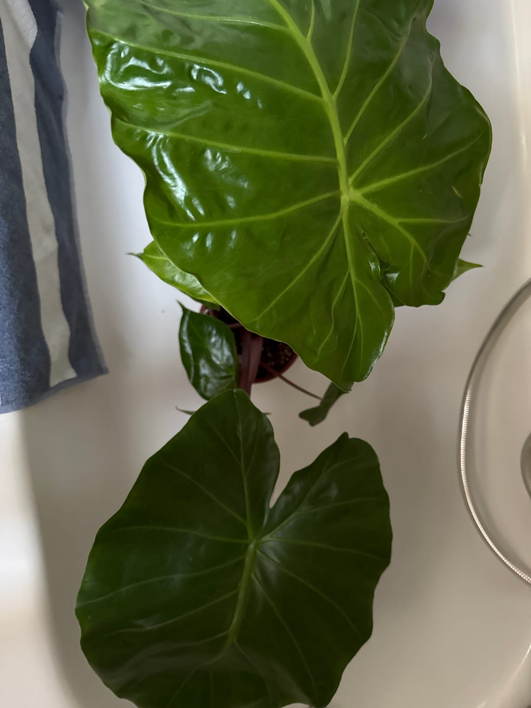 Customer photo review of ALOCASIA IMPERIAL RED