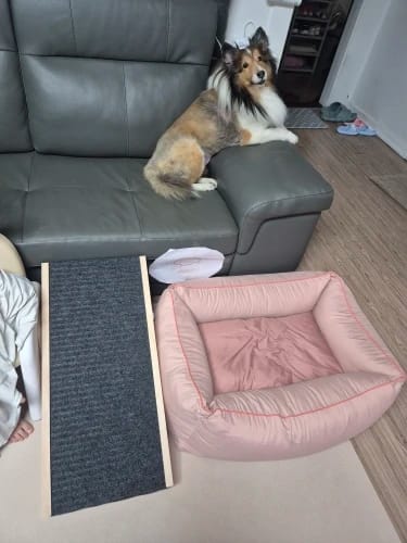 Customer photo review of Gelenkschonende Hunderampe