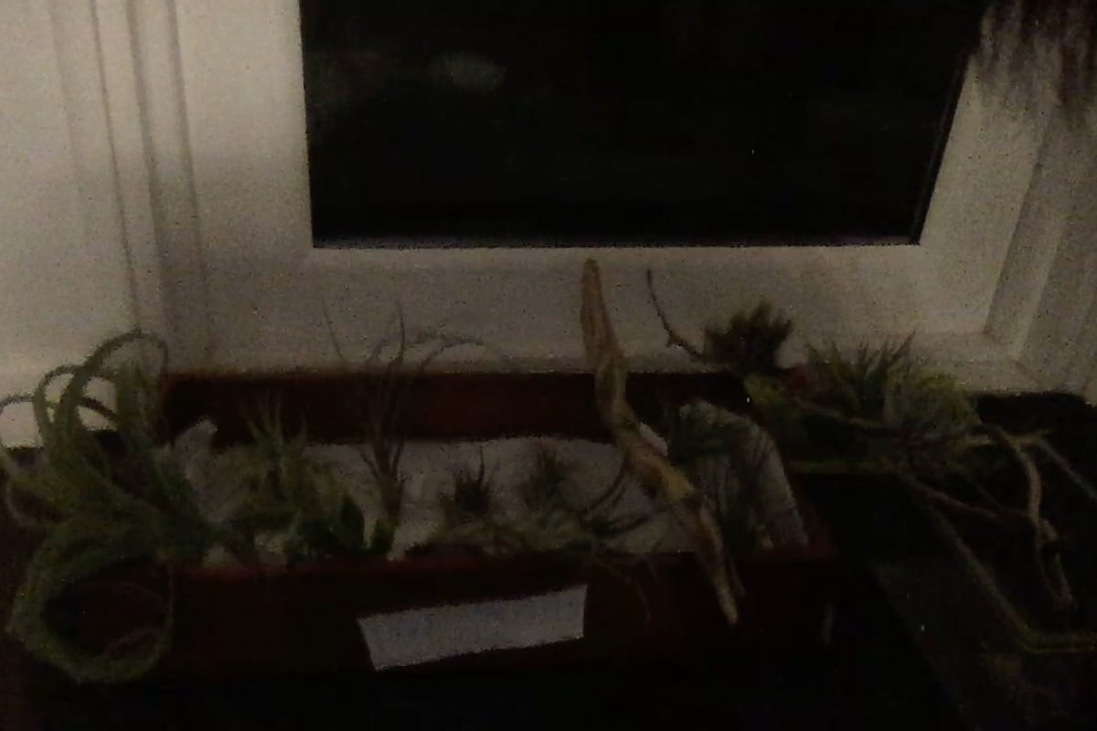 Customer photo review of Air Plant Mystery Box  Curated Tillandsia Collection  5 Tiers Available