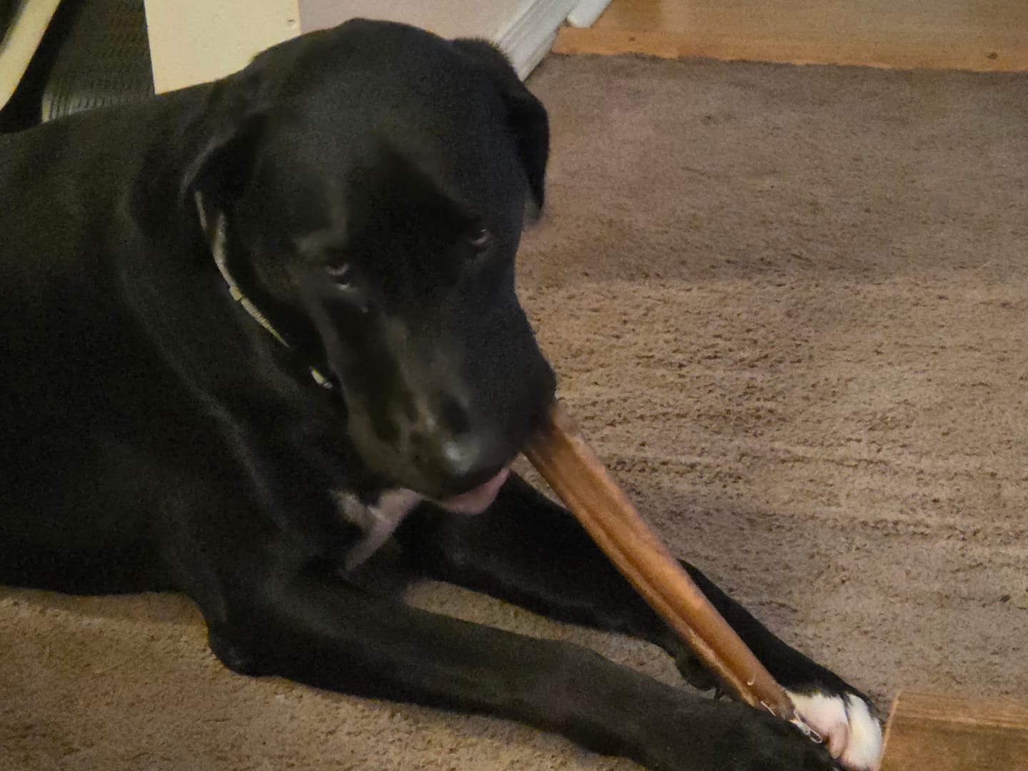 Customer photo review of Super Bull Sticks