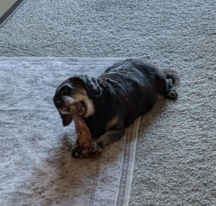 Customer photo review of Ostrich Foot Bone (7" x 3.5"): The Flavorful & Long-Lasting Chew for Small to Medium Dogs