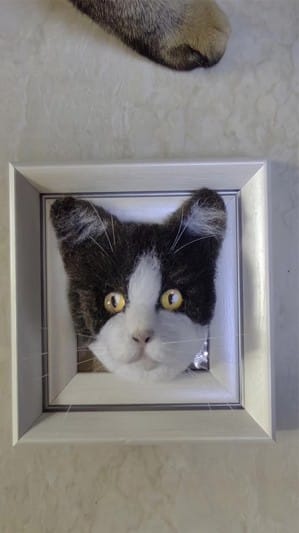 Customer photo review of Custom 3D Felted Cat Frame Portrait