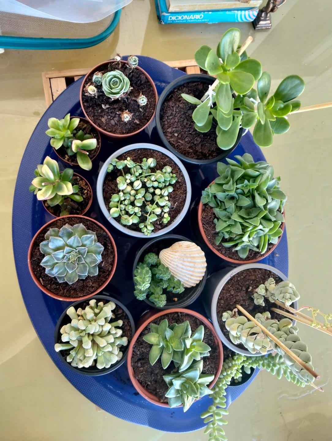 Customer photo review of Aeonium dodrantale, Greenovia dodrantalis