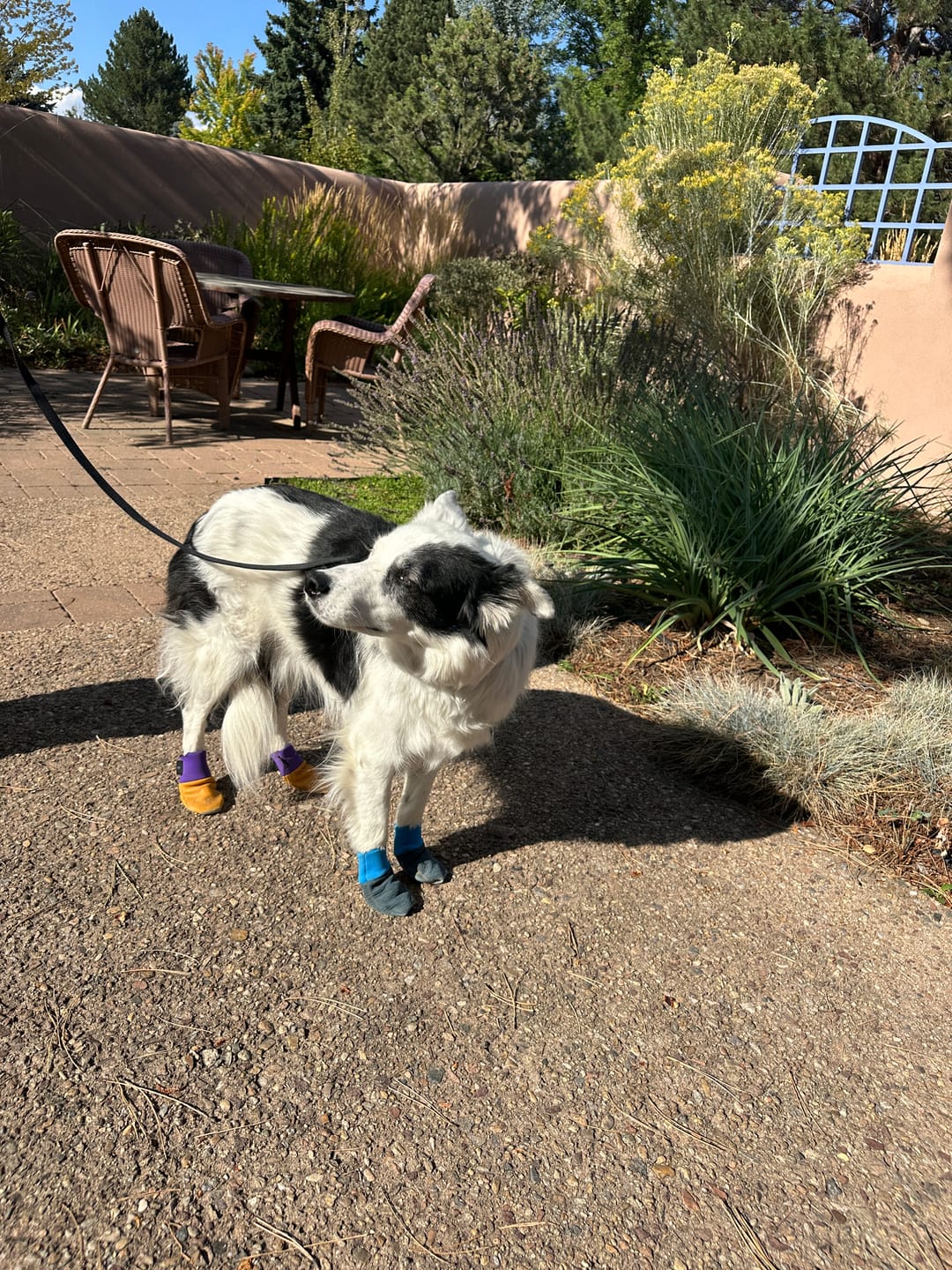 Customer photo review of All Weather Dog Booties - Doccasins - 1 pair
