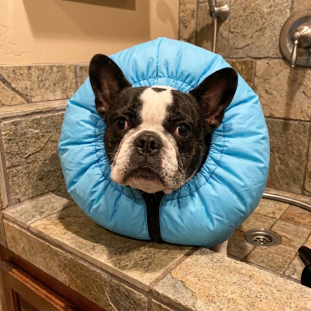 Customer photo review of Traje Secador Rápido para Perros y Gatos