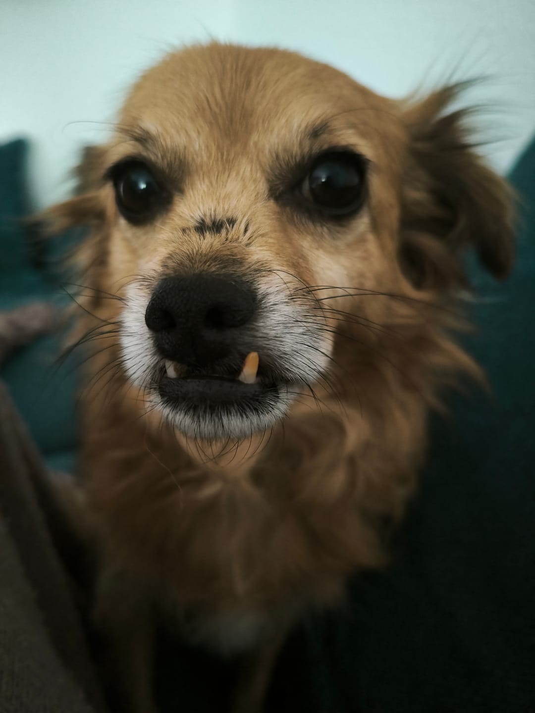 Customer photo review of Wurmtest Pro Hund
