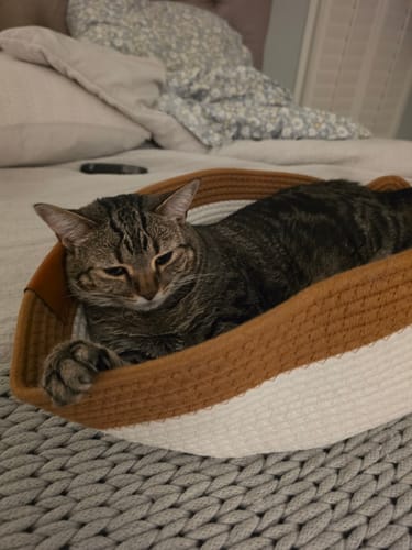 Customer's brown and white Instinct Basket sitting on a bed with a cat resting inside.