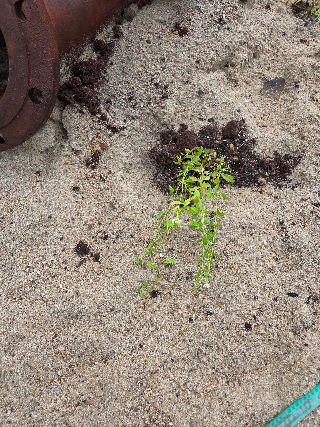 Customer photo review of Erigeron Karvinskianus Fleabane ‘Santa Barbara/Mexican Daisy'