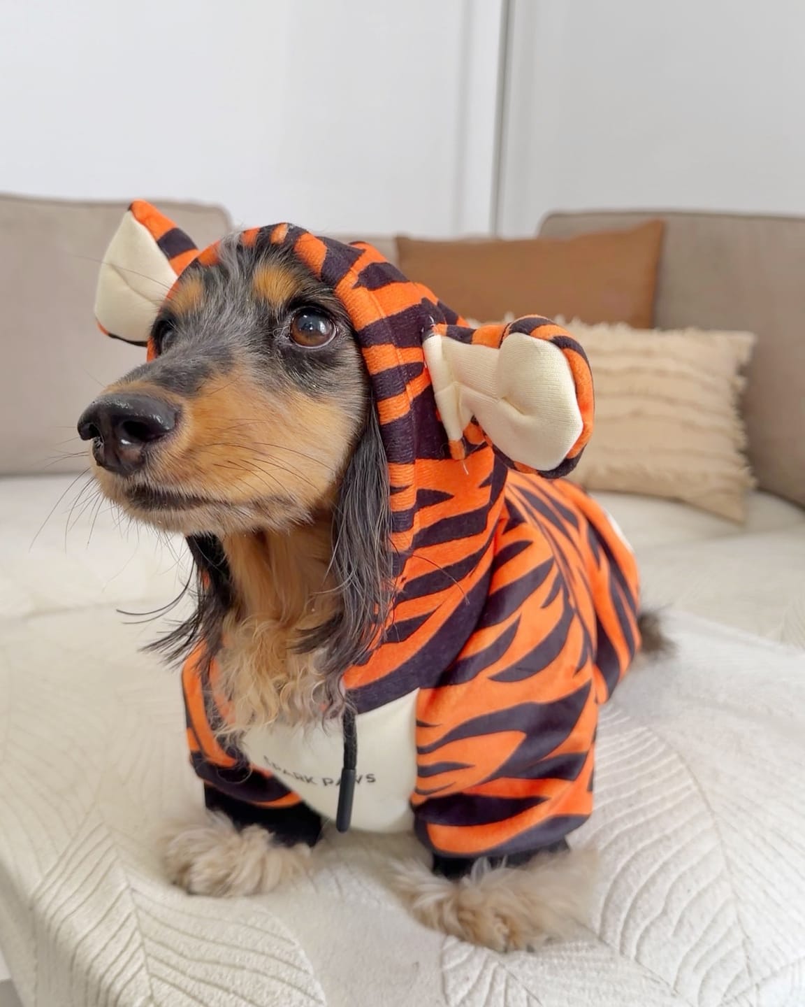 Customer photo review of Halloween Dog Hoodie - Tiger