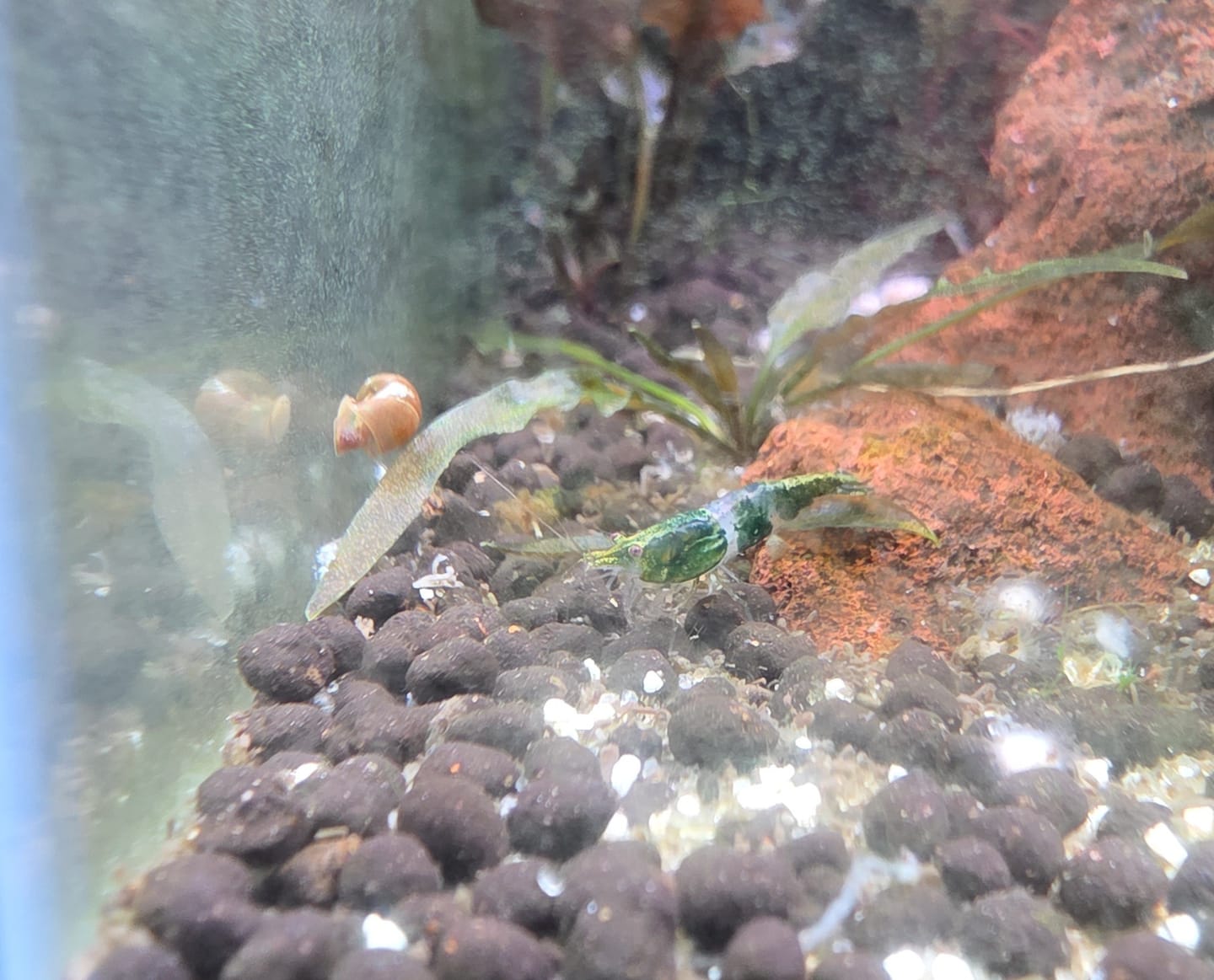 Customer photo review of Green Rili Shrimp (Green & Clear Neocaridina)