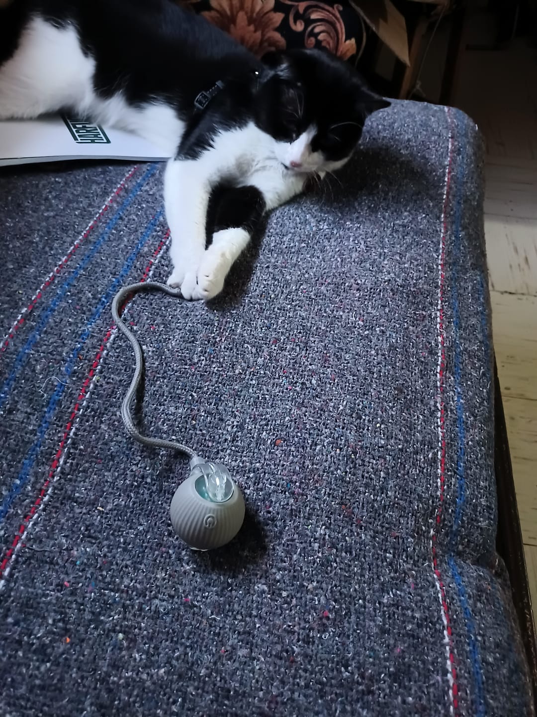 Customer photo review of CT1701 1 Pieza de Juguete Pelota Inteligente Recargable Para Mascota