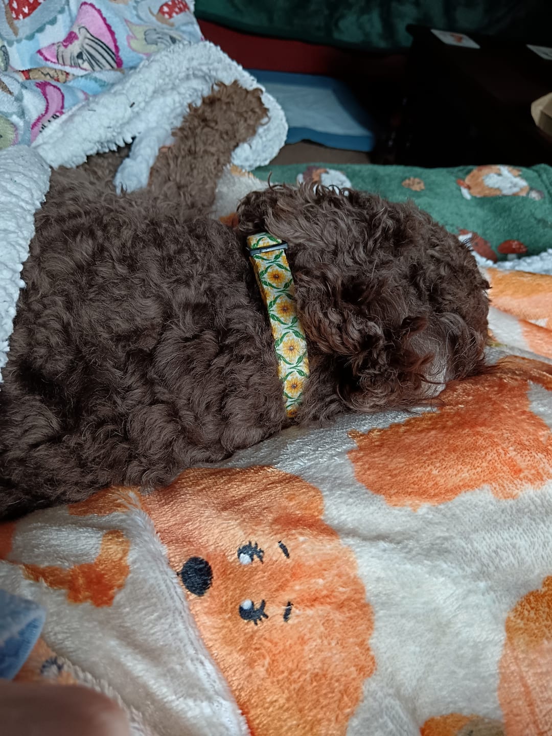 Customer photo review of Hooman Blankie - Curly Club Collection