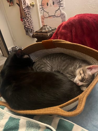 Customer's two cats sleeping together in a brown Instinct Basket on a soft surface.