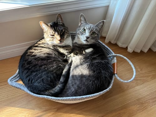 Customer's two cats curled up together in a round, grey rope Instinct Basket on a sunny floor.