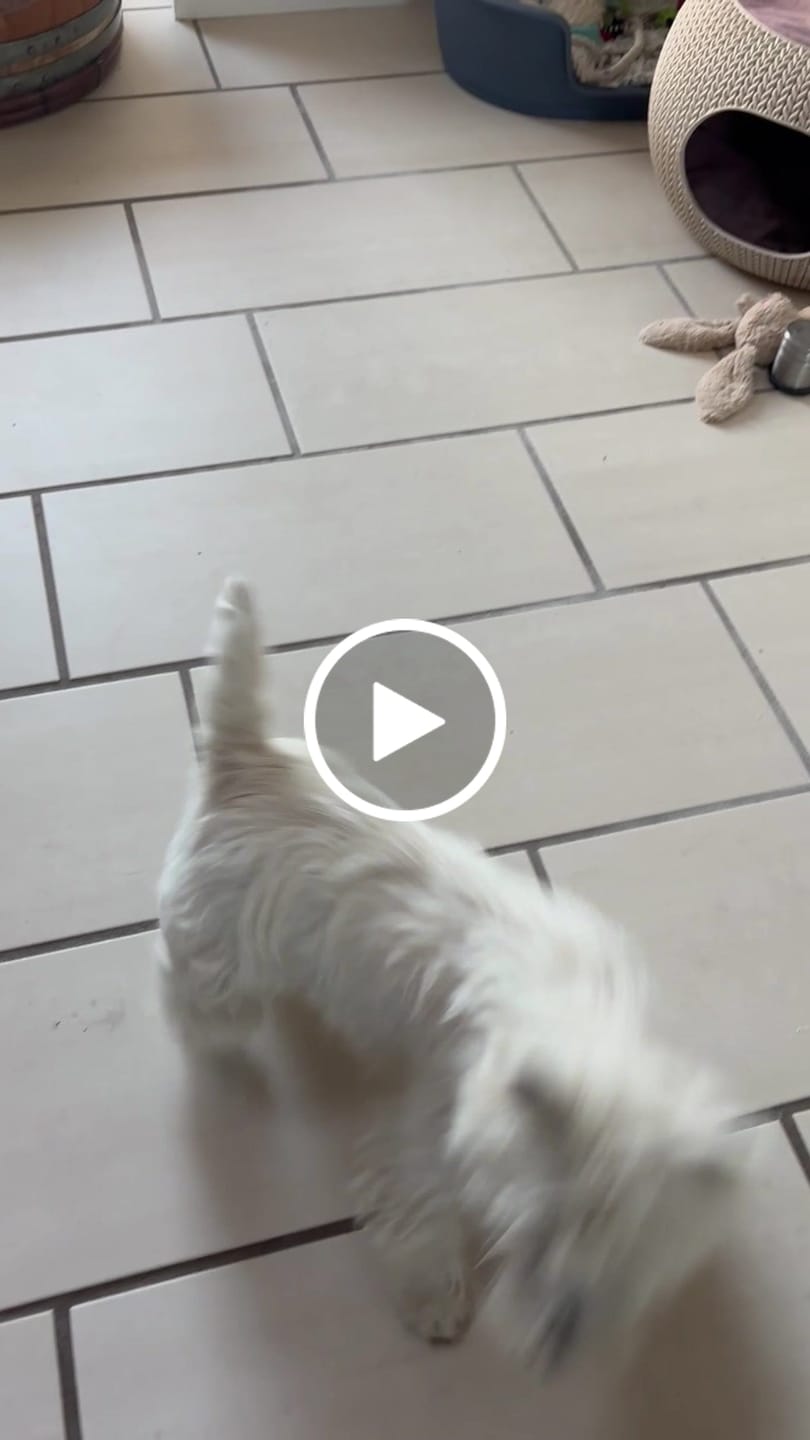 Customer video review of 20kg Hundemad med Lam og Ris | Glutenfri Tørfoder fra Dr.Clauder's