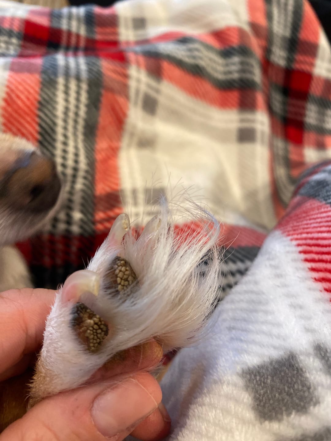 Customer photo review of Natural Paw Balm for Dogs & Cats