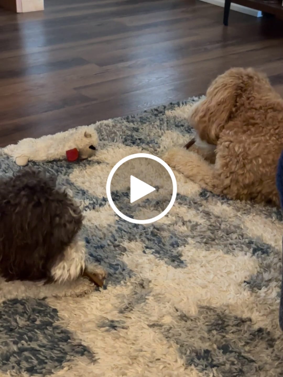 Customer video review of 5-6 Inch Champion Chew