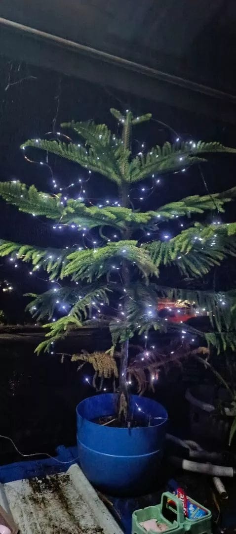 Customer photo review of StarryNight™ Solar Christmas Fairy Lights