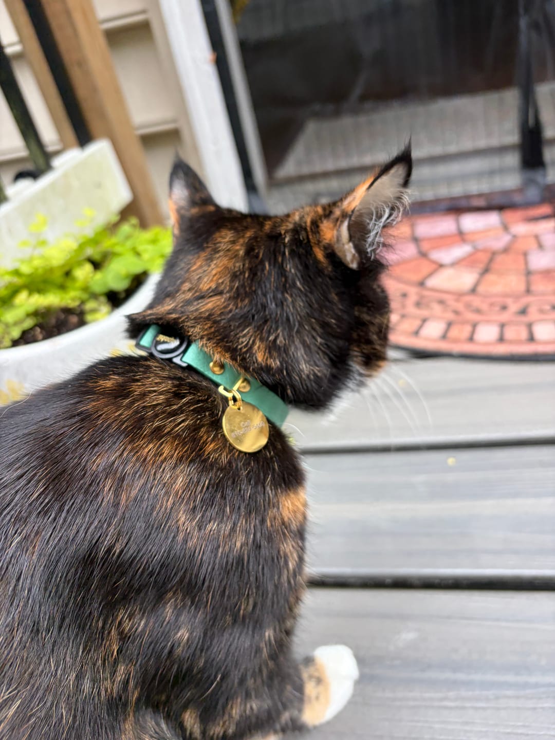 Customer photo review of Breakaway Cat Collar