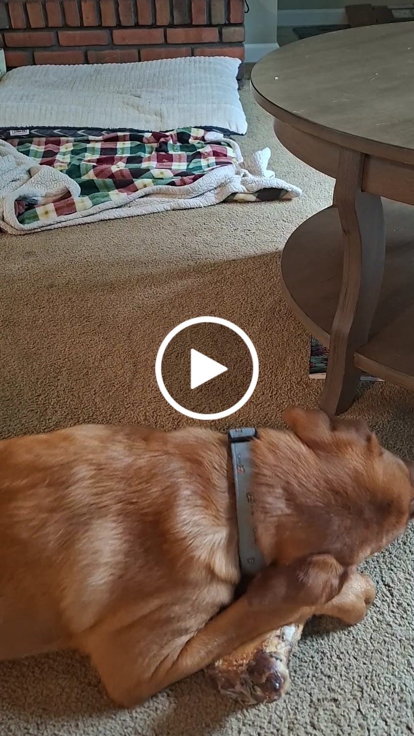 Customer video review of Ostrich Hip Bone (12" x 5"x 3”): The Durable, Flavor-Packed Chew for Medium & Large Dogs