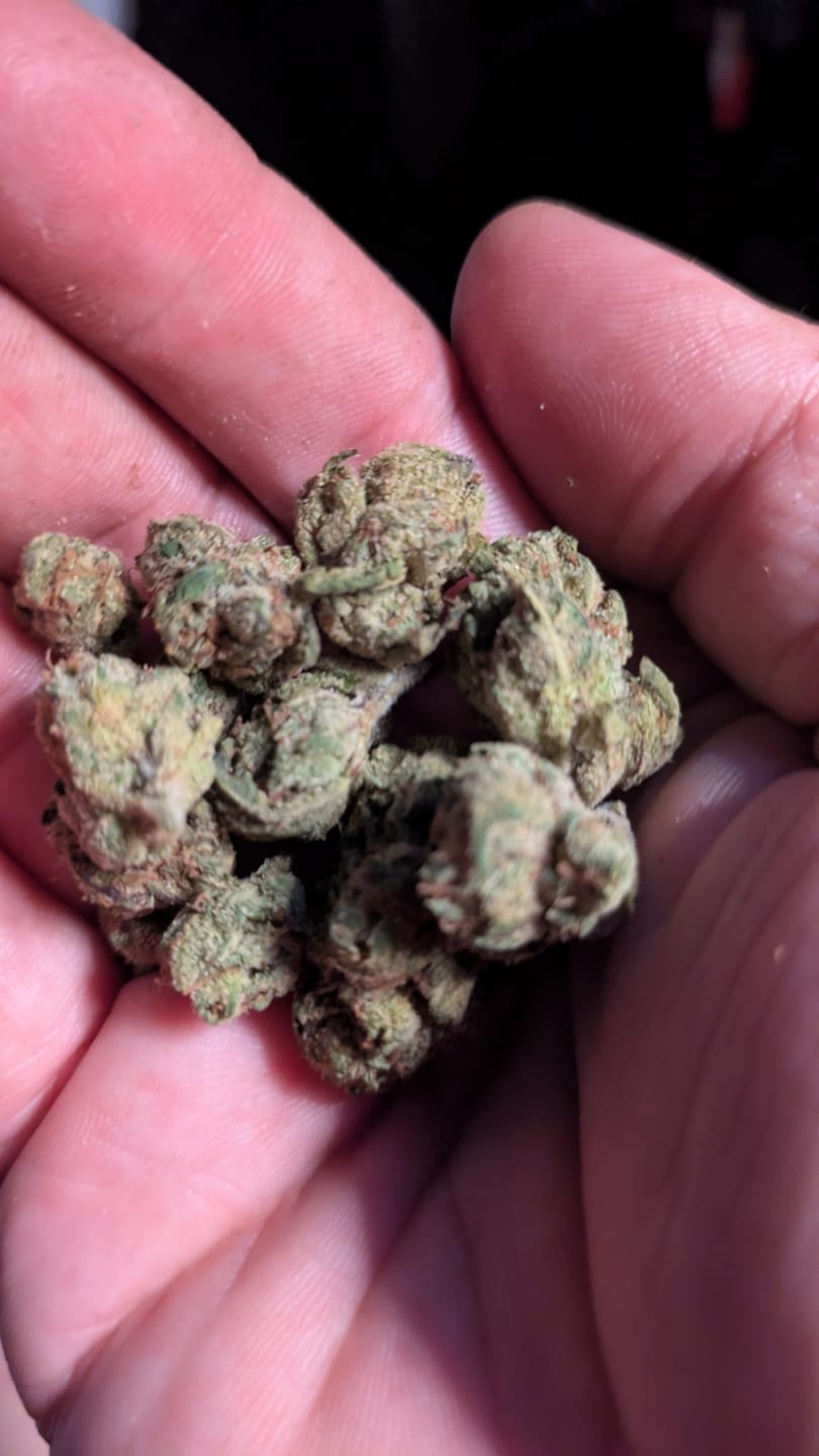 Customer photo review of Alien OG