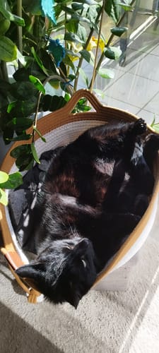 Kunden Fellnest Katzenkorb mit einer schwarzen Katze, die darin schläft, neben einer grünen Zimmerpflanze.