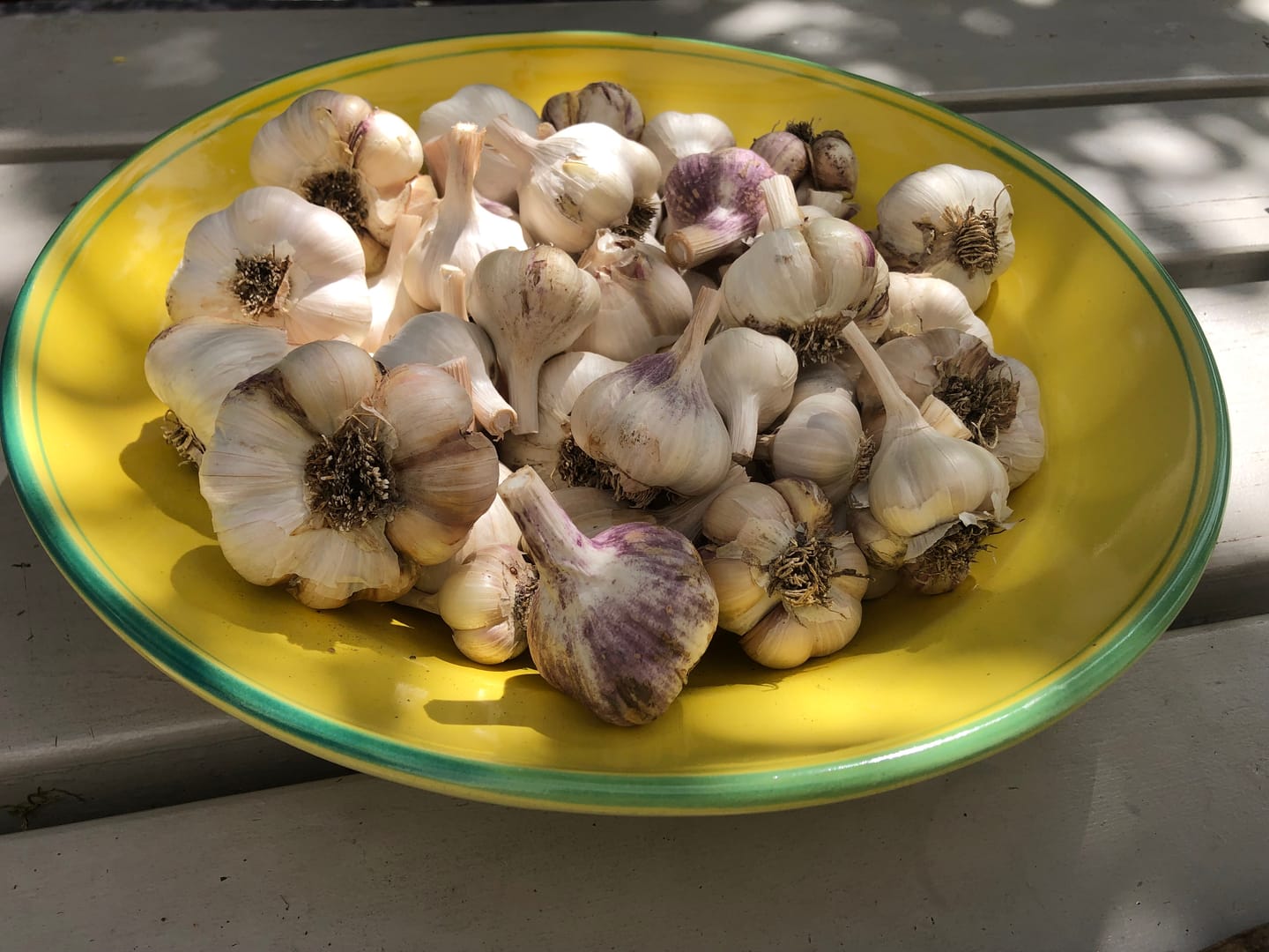 Customer photo review of Pflanzknoblauch ‘Ljubascha’: Bio-Pflanzgut aus Erhaltungsanbau
