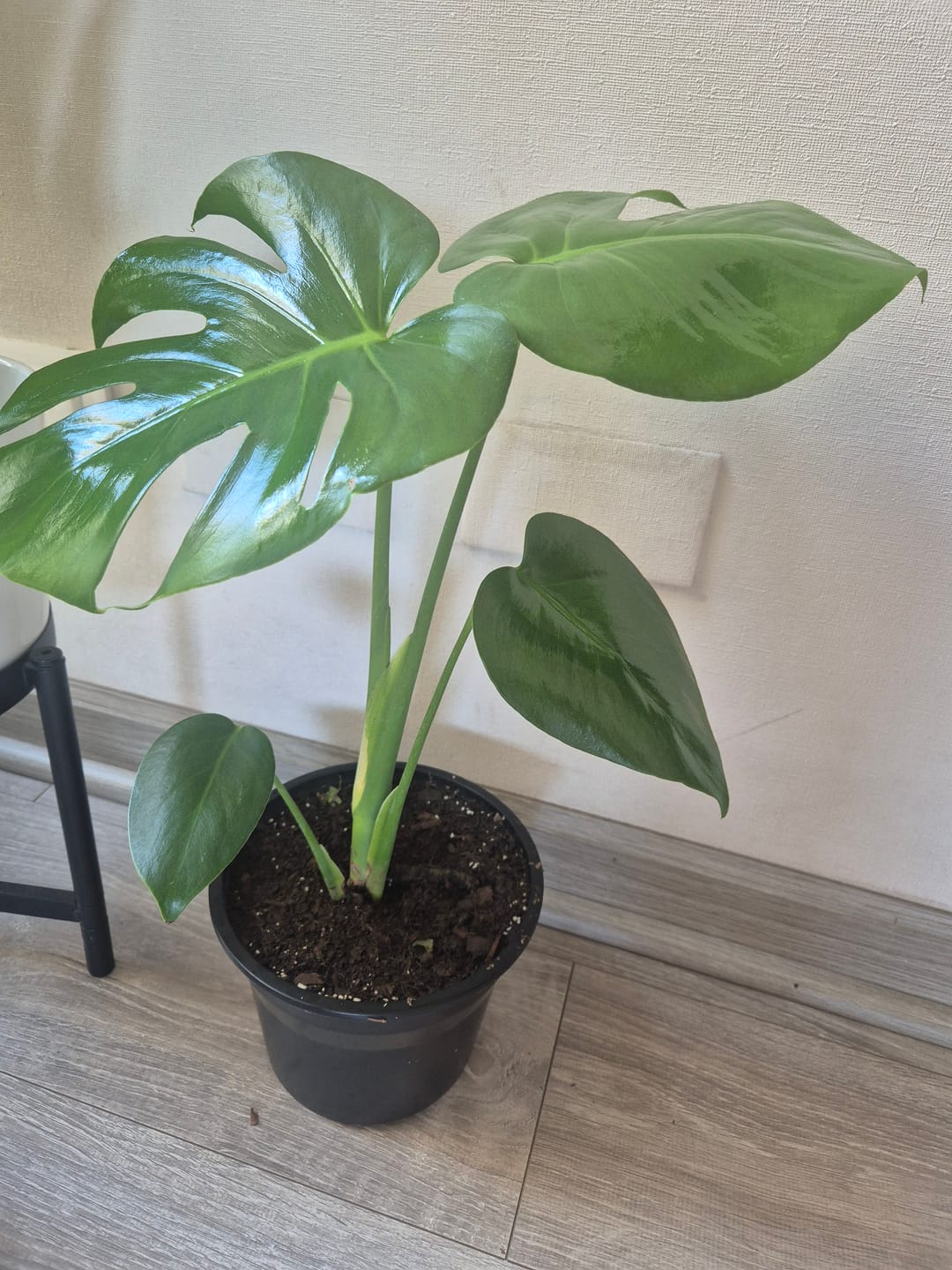 Customer photo review of Monstera Deliciosa S macetero Oslo