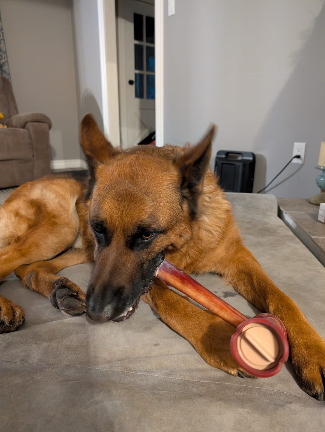 Customer photo review of 12 Inch Thick Bully Stick