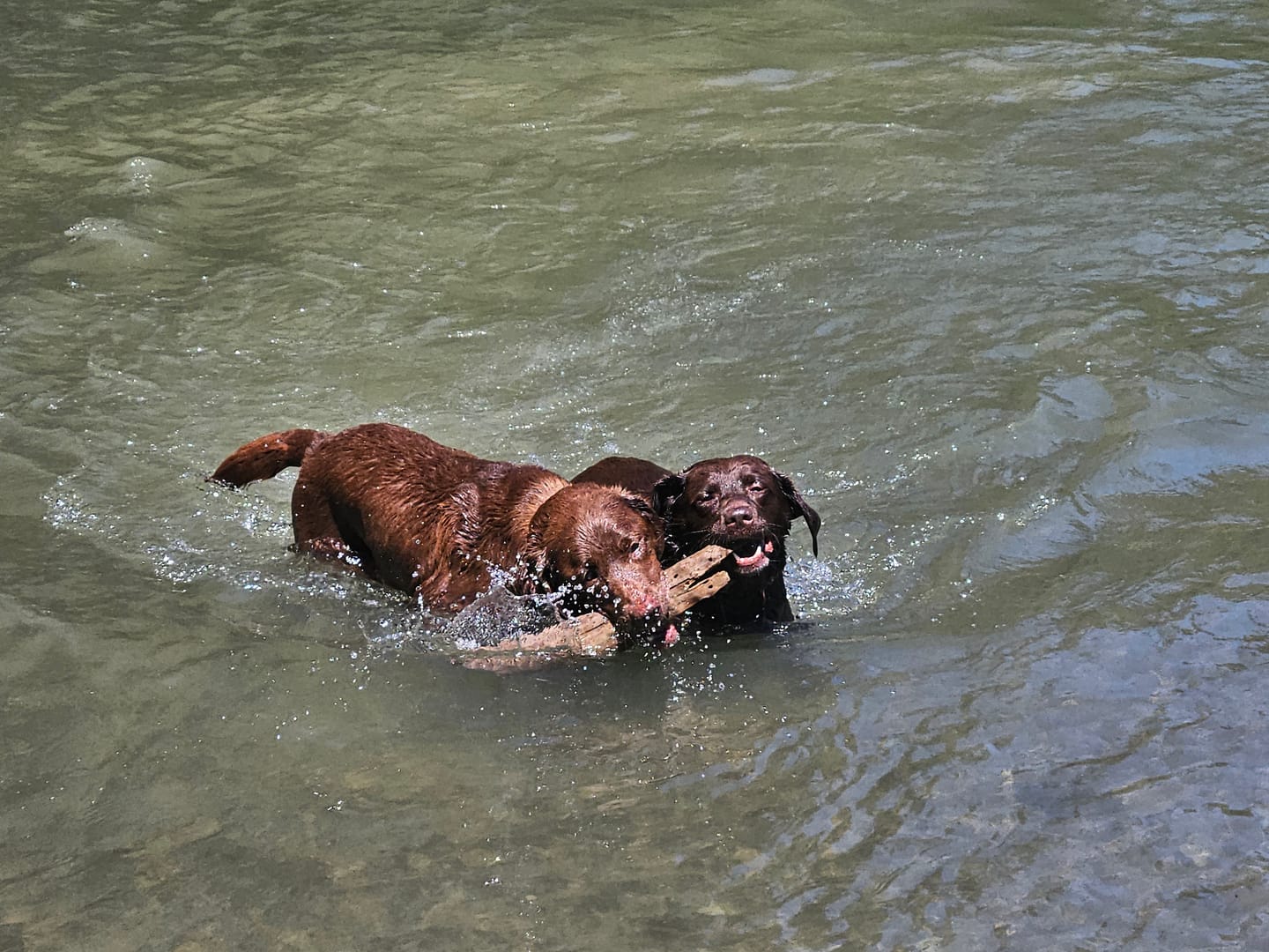 Customer photo review of Mobility & Joint Health Chews Supplement for Dogs
