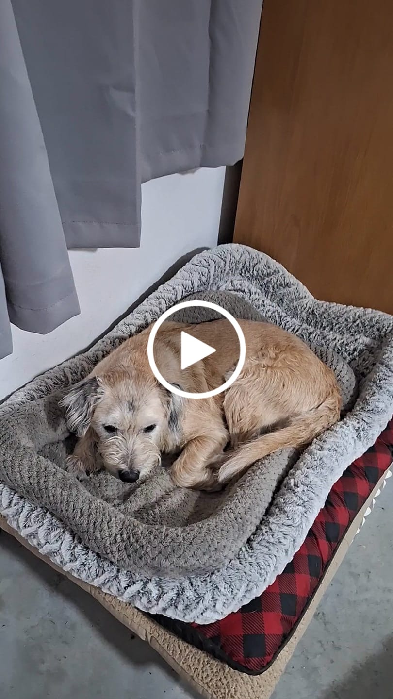 Customer video review of Dog Itch, Allergy & Immune Support Remedy