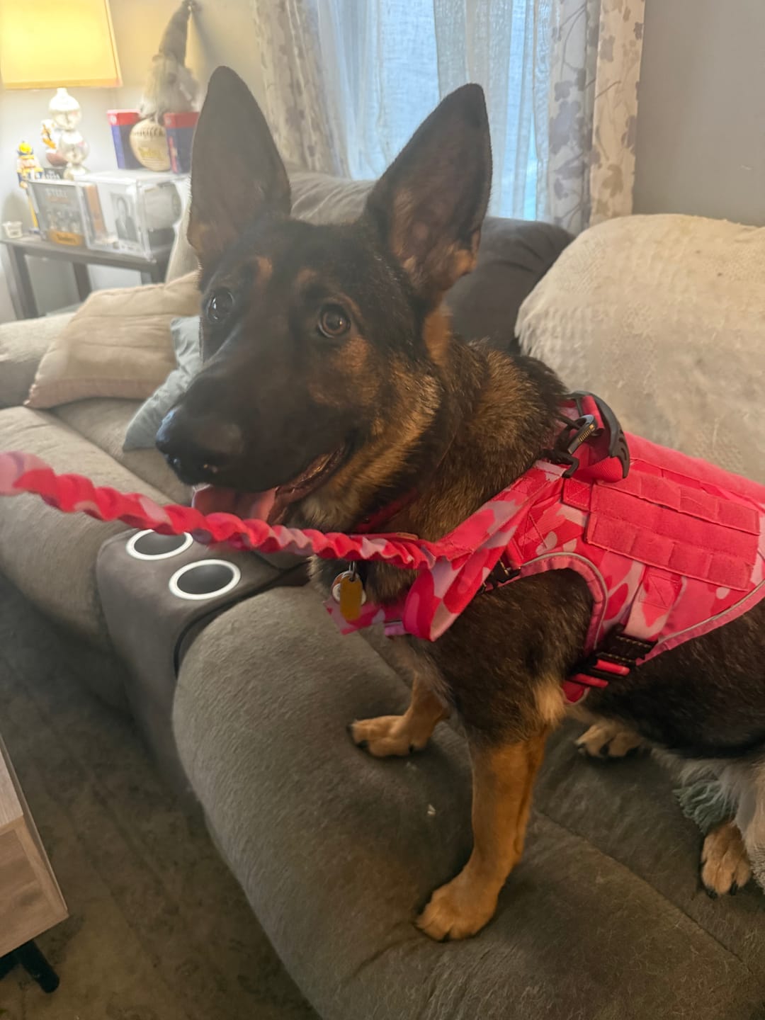 Customer photo review of Team K9® Tactical Bungee Dog Leash