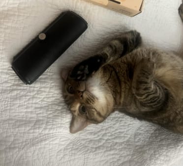 Customer photo review of CleanPaws™ Peluqueria Profesional en Casa