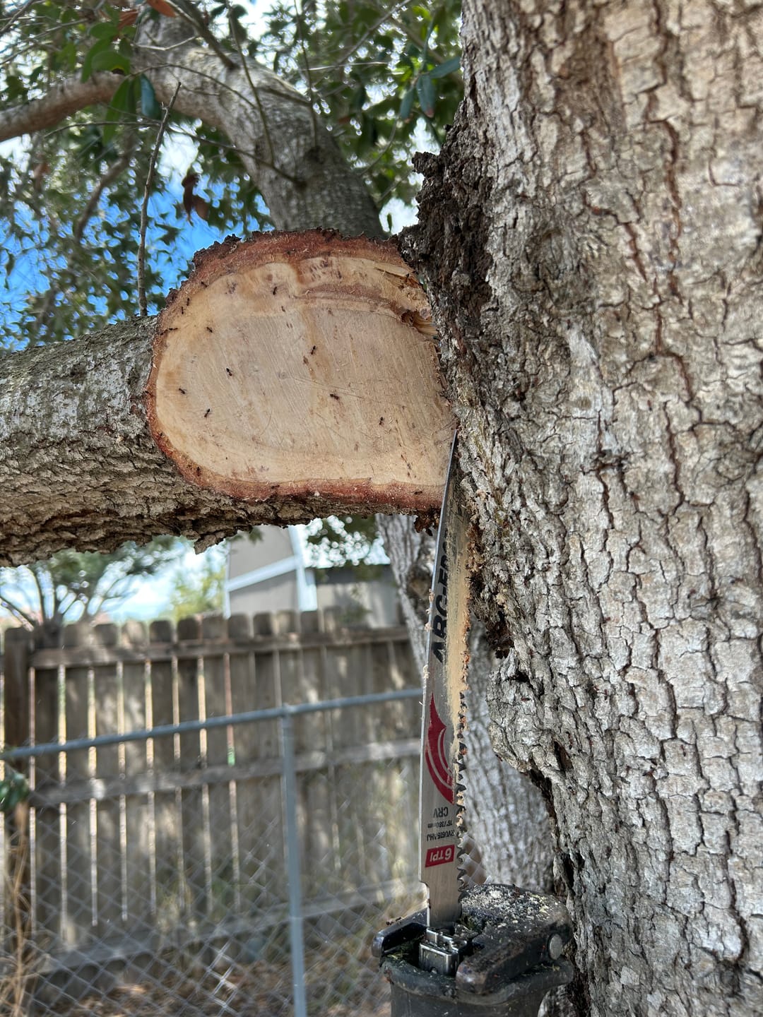 Customer photo review of Tree Trimming/Wood Cutting – Japanese Teeth Arc Edge 6 TPI Reciprocating Saw Blade