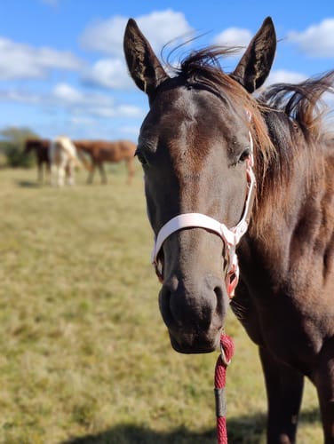 Customer photo review of Personalized Halter
