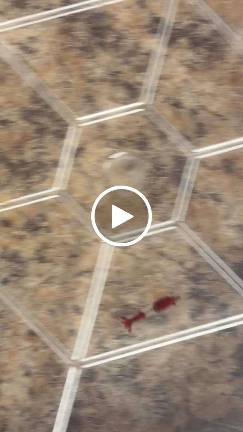 Customer video review of Blue Dream Shrimp (Deep Blue Neocaridina)