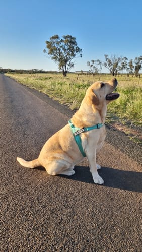 Customer photo review of Personalised No-Pull Reflective Dog Harness