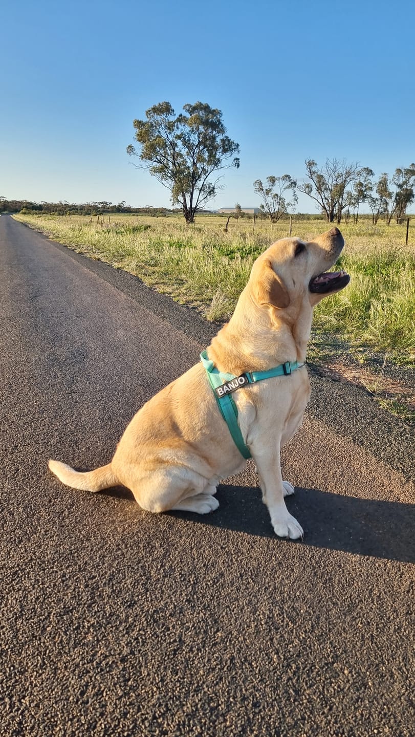 Customer photo review of Personalised No-Pull Reflective Dog Harness