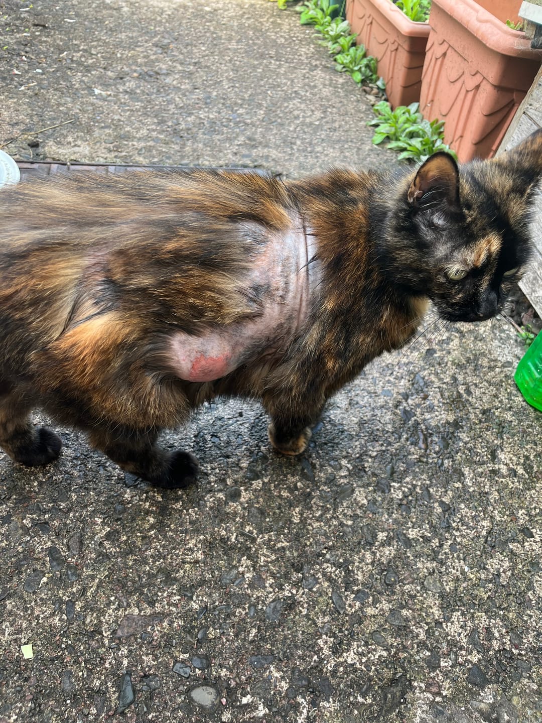 Customer photo review of Cat Spray