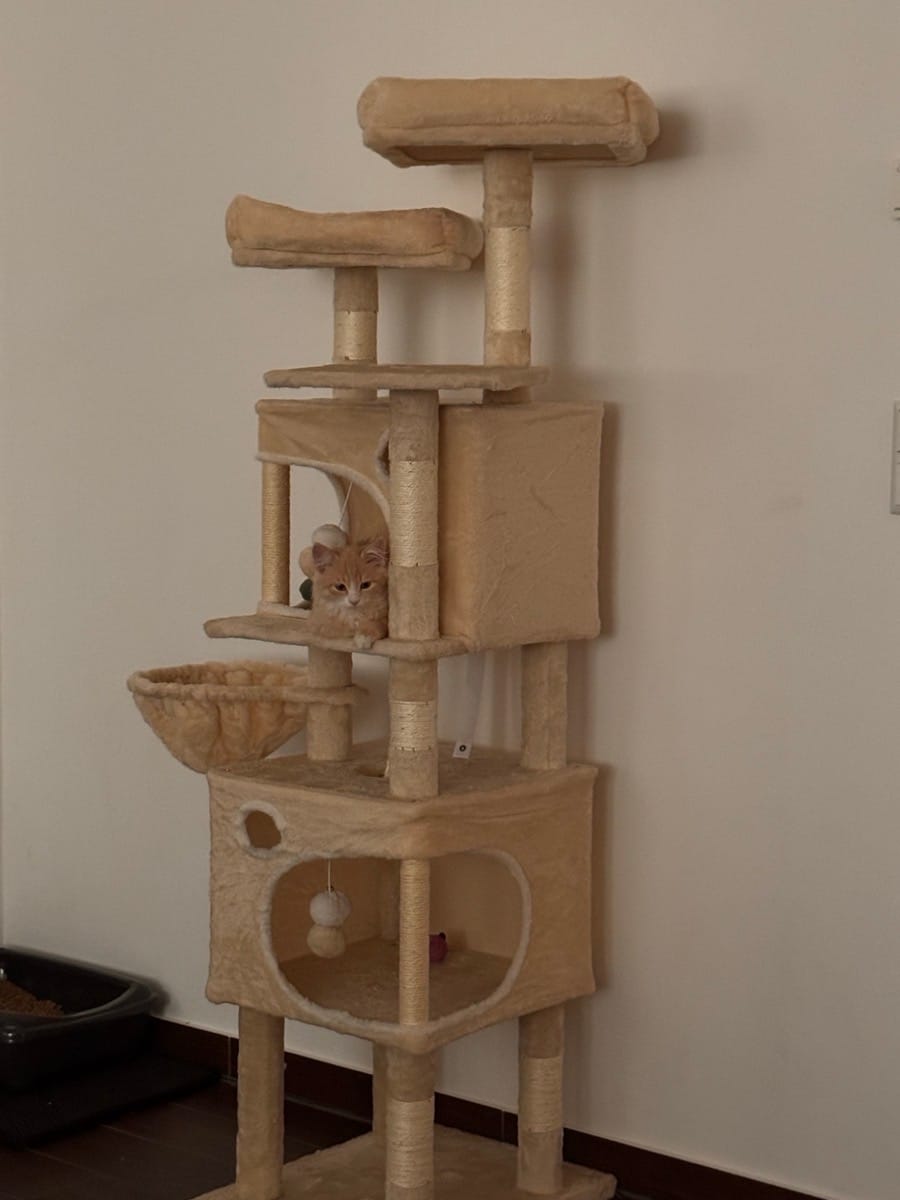 Customer photo review of Arbre à Chat 161cm – 7 Niveaux & Grande Stabilité