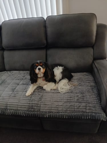 Customer photo review of Cosy Couch - Couch Cover