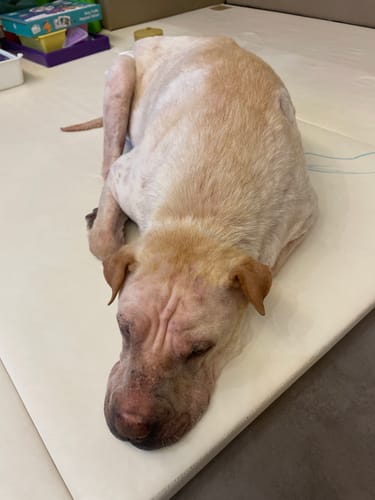 Customer's light-colored dog resting on a white mat after using ProBiome™狗狗益生菌軟粒