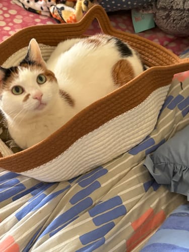 Customer's cat sitting in the white and brown woven Instinct Basket on a patterned bedspread.