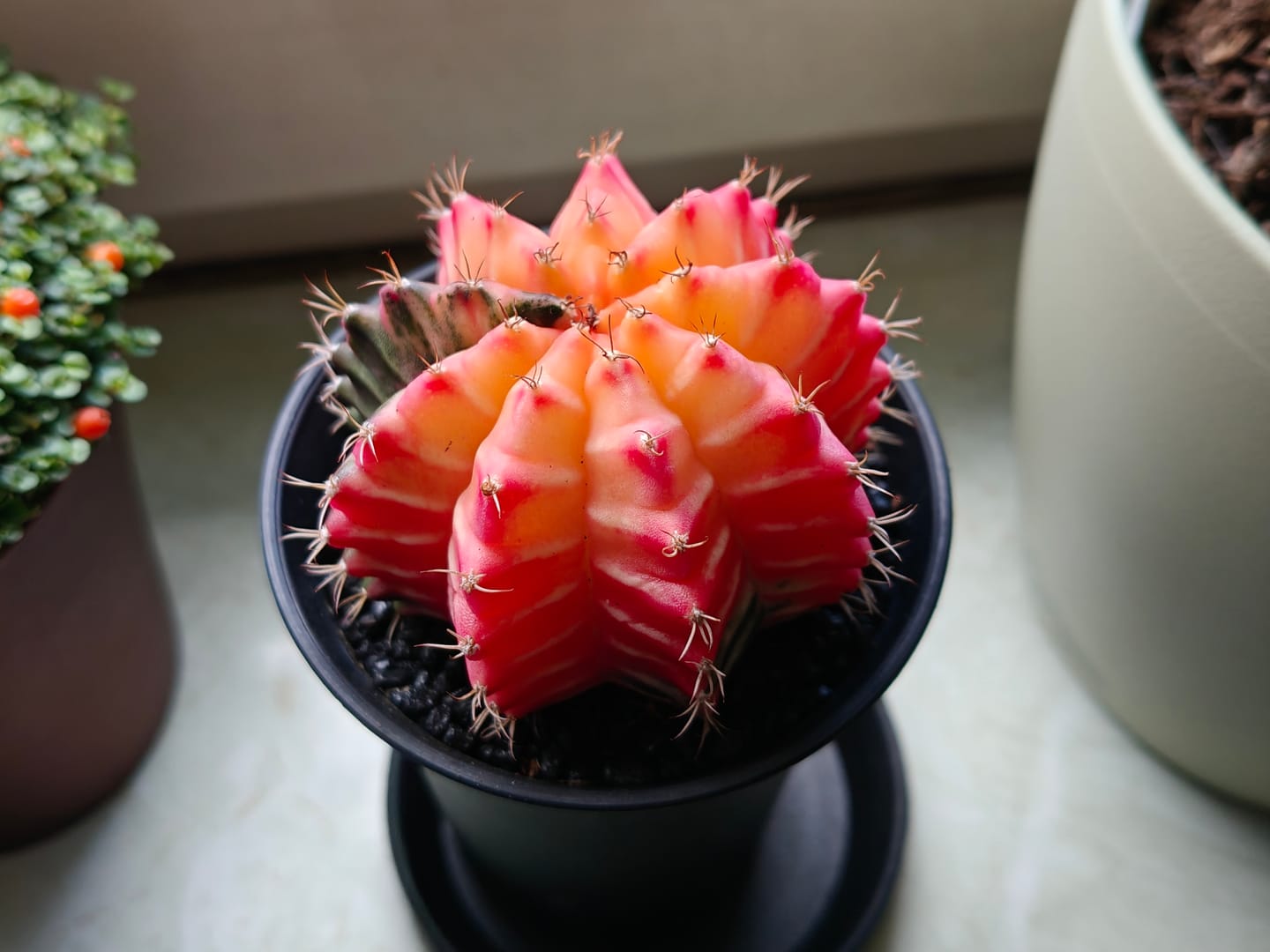 Customer photo review of Gymnocalycium Mihanovichii Variegata (Kaktus)