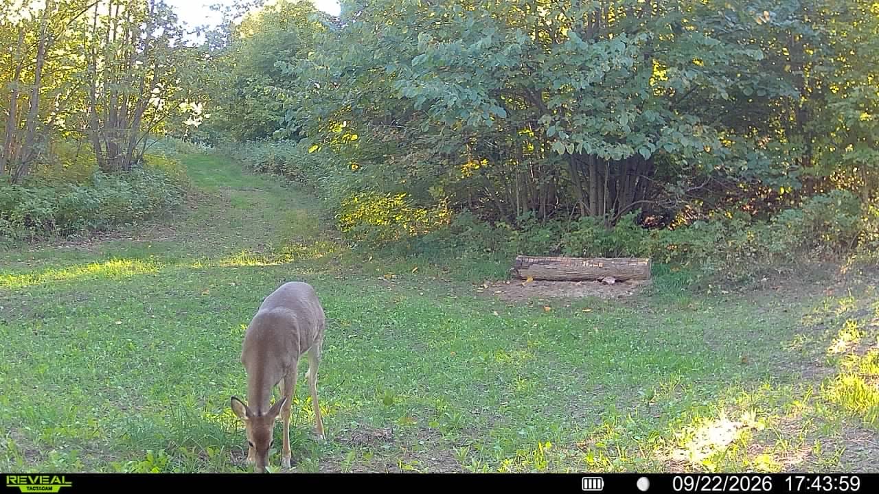 Customer photo review of Green Machine™ Food Plot Seed