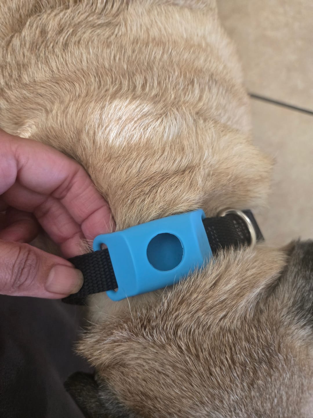 Customer photo review of FurLife™ - 12 Months All Natural Flea and Tick Tags for Dogs