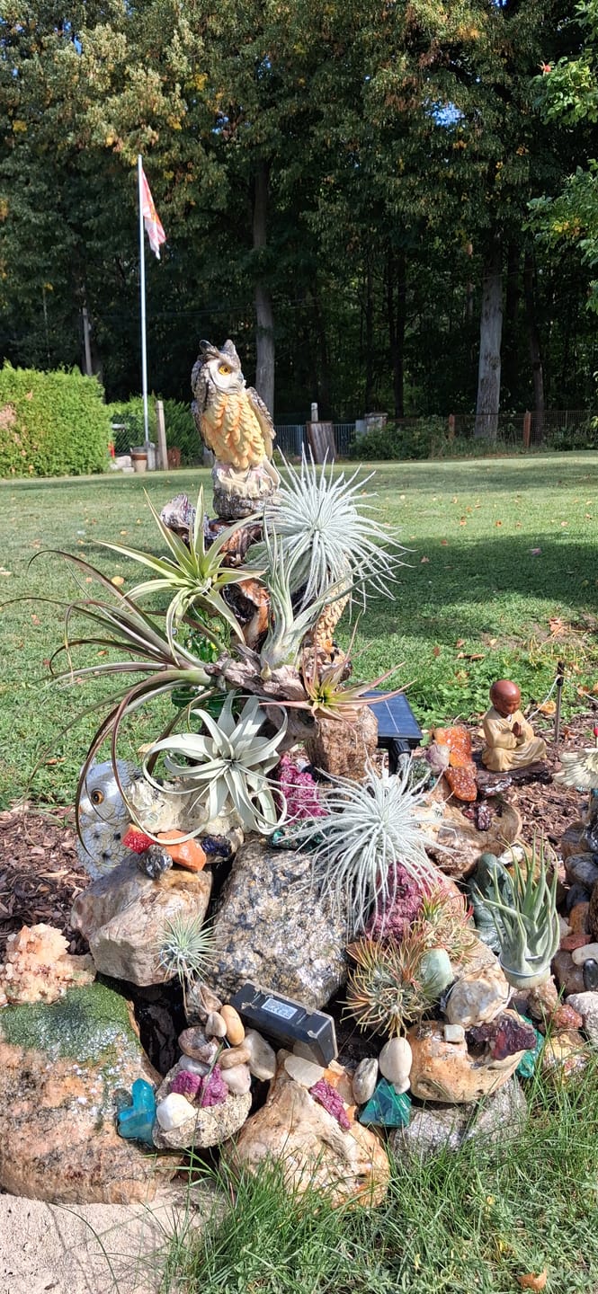 Customer photo review of Tillandsia tectorum "snow" - XXL