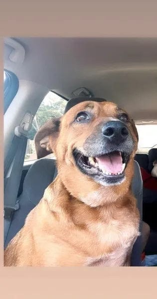 Customer photo review of Canident Polvo Dental para Perros – Removedor de Placa Natural a base de Algas Marinas para Perros