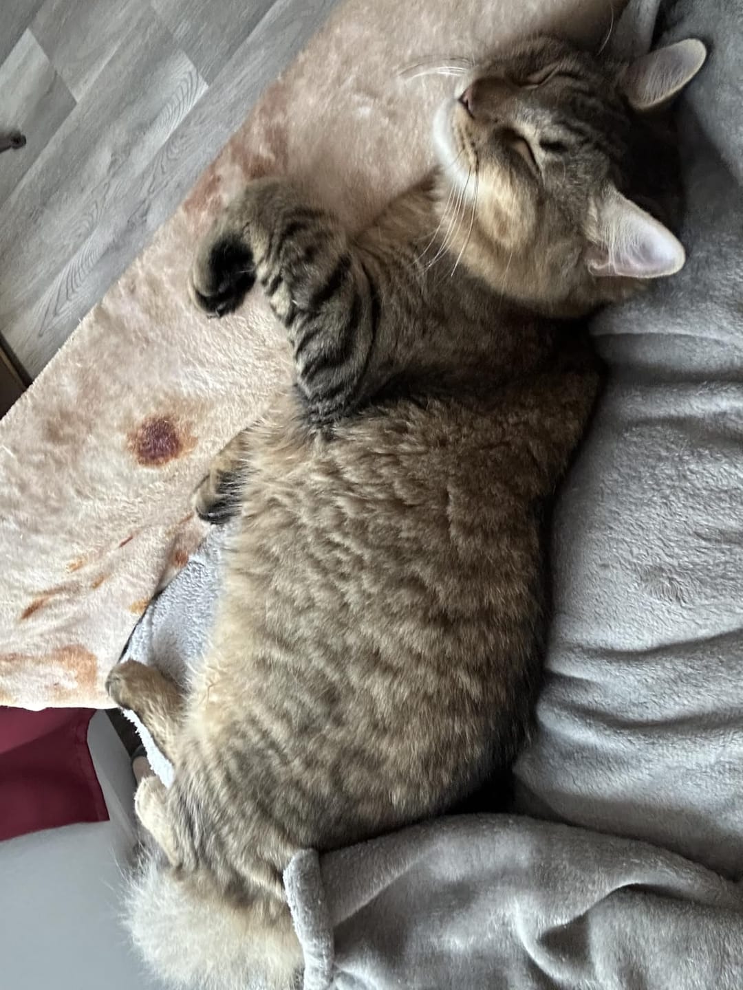 Customer photo review of CleanPaws™ Peluqueria Profesional en Casa